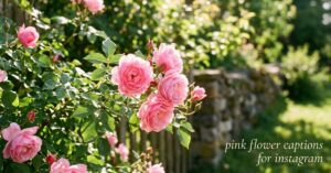 Pink Rose Captions for Instagram